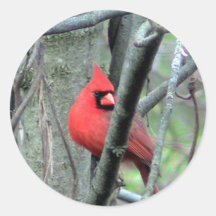 Male Cardinal Photo Sticker Runt Klistermärke