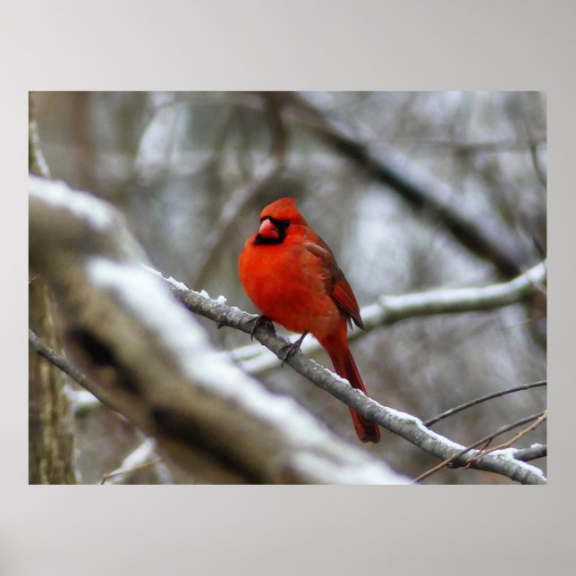 Male Cardinal Poster (Framsidan)