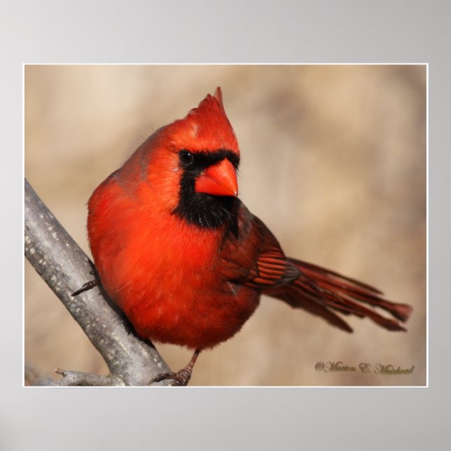 Male Cardinal Poster (Framsidan)