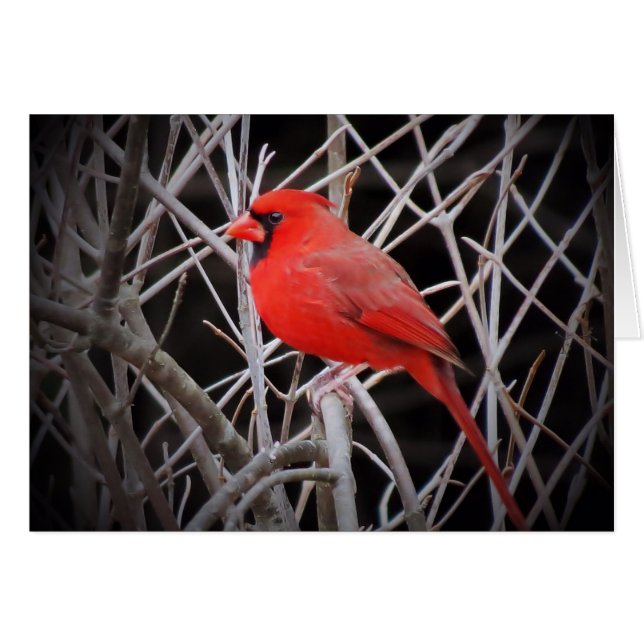 Male Cardinal Red - Bird Hälsningskort (Framsidan Horizontal)