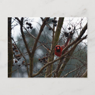 Male Cardinal spelar fortfarande Funny Vykort