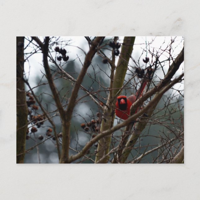 Male Cardinal spelar fortfarande Funny Vykort (Framsida)