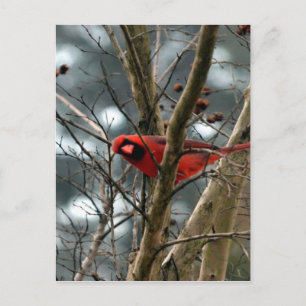 Male Cardinal Spelning Funny Vykort