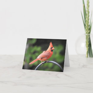 Male Cardinal stannade in för att säga sin blanka Kort