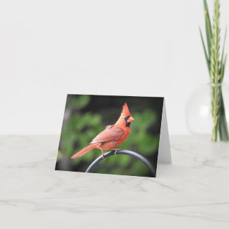 Male Cardinal stannade in för att säga sin blanka Kort