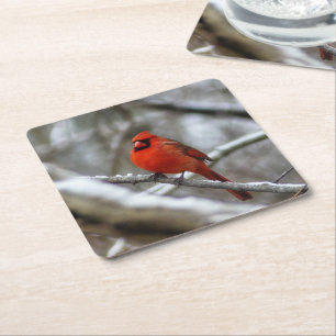 Male Cardinal Underlägg Papper Kvadrat
