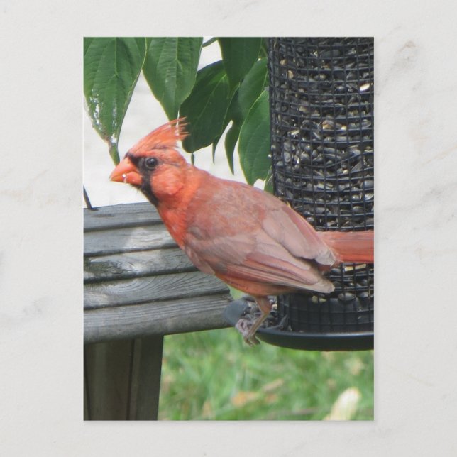 Male Cardinal Vykort (Framsida)