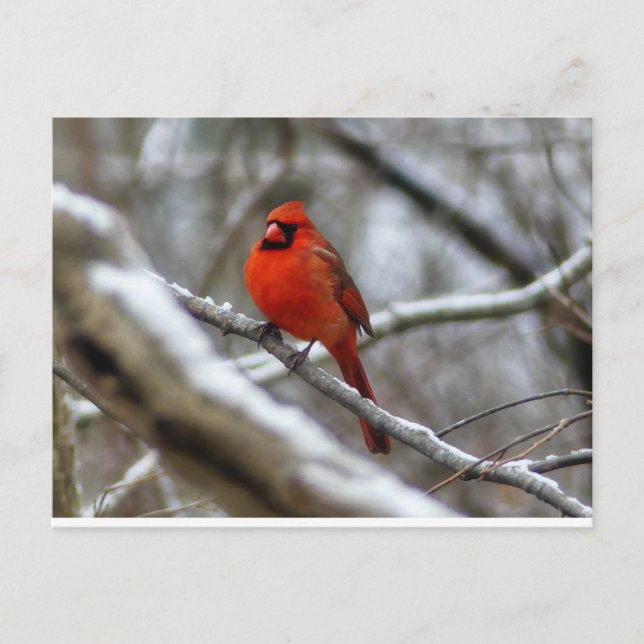 Male Cardinal Vykort (Framsida)