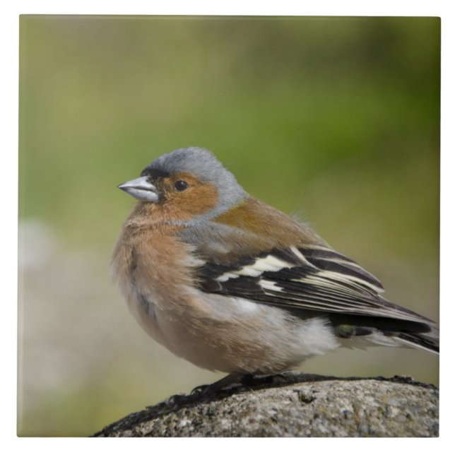 Male Chaffinch (VILD: Fringilla coelebs) Kakelplatta (Framsidan)