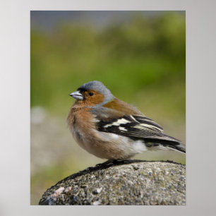 Male Chaffinch (VILD: Fringilla coelebs) Poster
