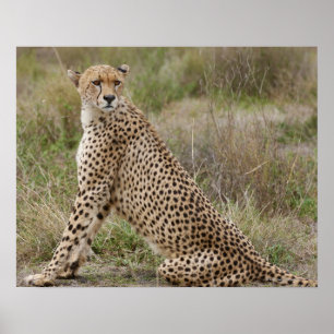 male Cheetah, Acinonyxjubatus, Serengeti, Poster