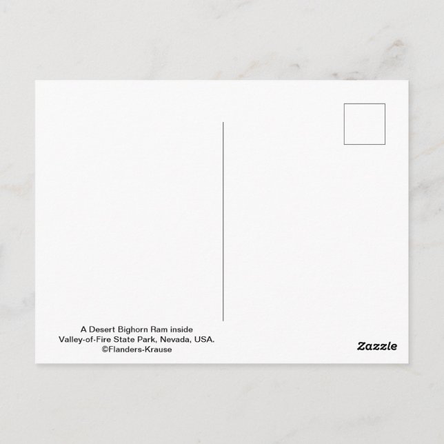 Male Desert Bighorn Sheep - III Vykort (Baksida)