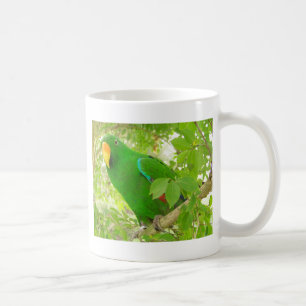 Male Eclectus papegoja Kaffemugg