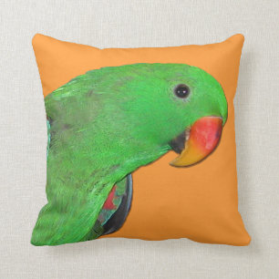 Male Eclectus papegojadekorativ kudde