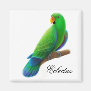 Male Eclectus papegojamagnet Magnet