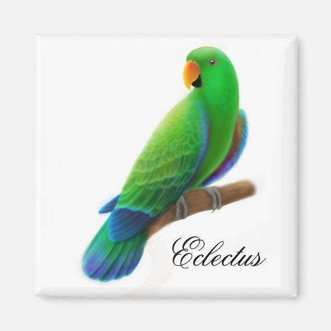 Male Eclectus Parrot Magnet (Framsidan)