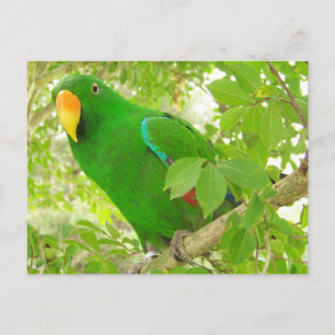 Male Eclectus Parrot Vykort