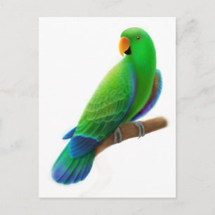 Male Eclectus vykort
