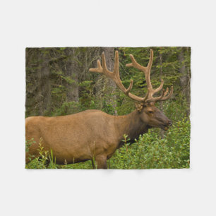 Male Elk Banff National Park, Alberta, Kanada Fleecefilt