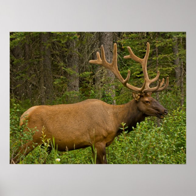 Male Elk | Banff National Park, Alberta, Kanada Poster (Framsidan)