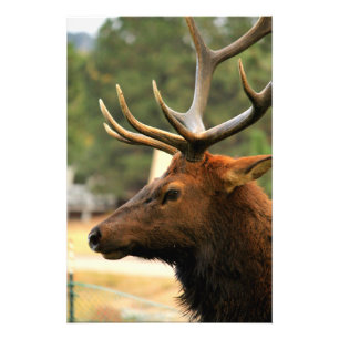 Male Elk Fototryck