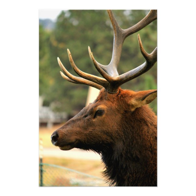 Male Elk Fototryck (Framsidan)