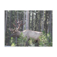 Male Elk, Grand Teton National Park, Fotography