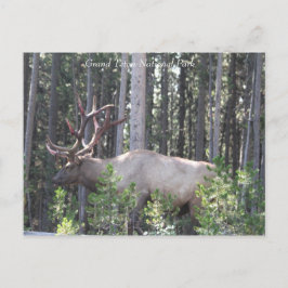 Male Elk, Grand Teton National Park, Fotography Vykort