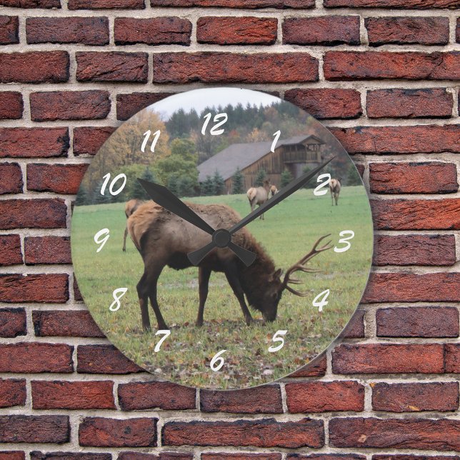 Male Elk Photograph Antlers Fält Autumn Rund Klocka (Photograph of male elk grazing in grassy field by barn in fall on a wall clock.)