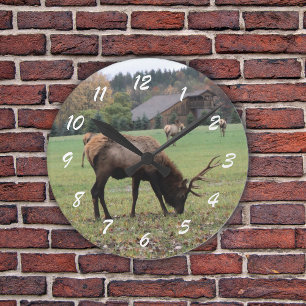 Male Elk Photograph Antlers Fält Autumn Rund Klocka