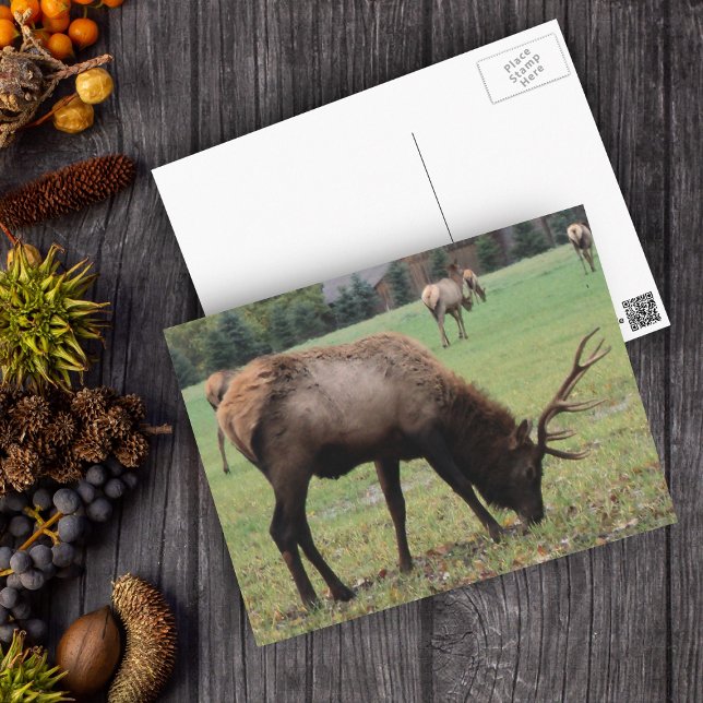 Male Elk Photograph Antlers Fält Autumn Vykort (Real photo of male elk with antlers in grassy field on postcard.)