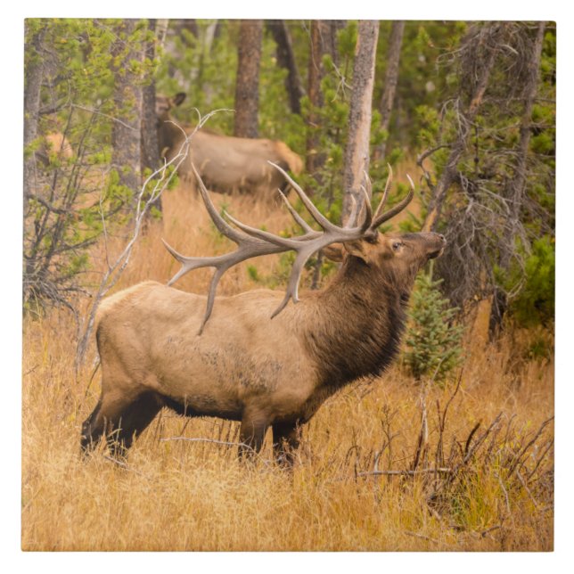 Male elk | Rocky Mountain National Park, Colorado Kakelplatta (Framsidan)