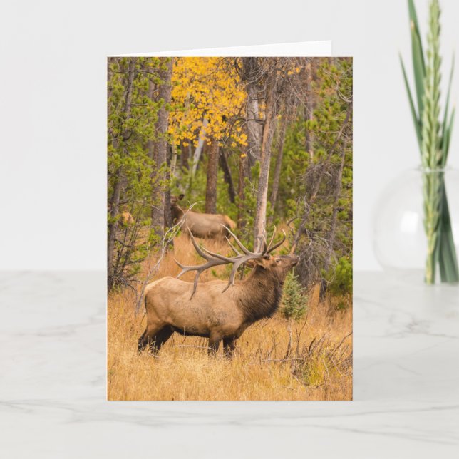 Male elk | Rocky Mountain National Park, Colorado Kort (Framsida)