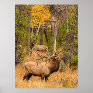 Male elk   Rocky Mountain National Park, Colorado Poster