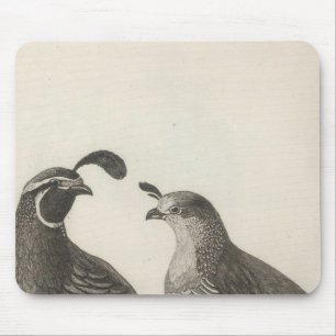Male & Female Partridge Musmatta