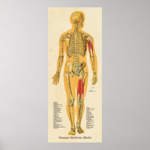 Male för humant Skeleton Anatomy Bones Chart Male Poster