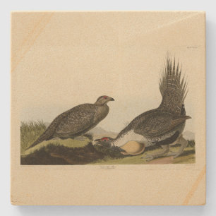 (Male Fowl) vid de amerikanska slätterna Audubon B Stenunderlägg