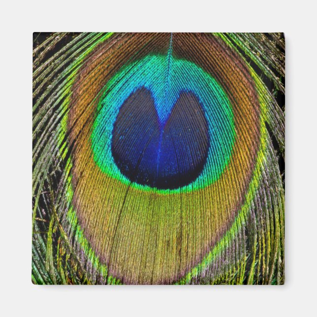 Male fredsock svan fjädrar magnet (Framsidan)