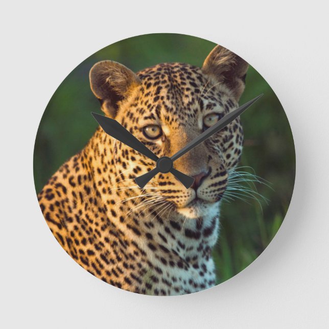 Male fullvuxen unge för Leopard (pantheraen Rund Klocka (Framsida)