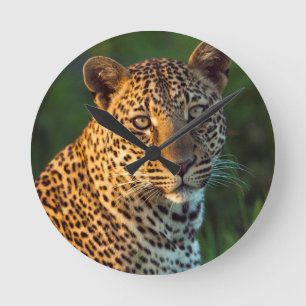 Male fullvuxen unge för Leopard (pantheraen Rund Klocka