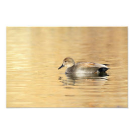 Male Gadwall Fototryck