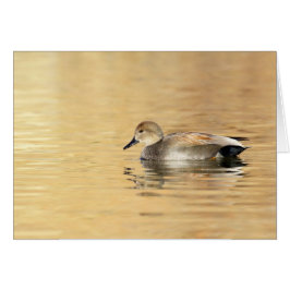 Male Gadwall Hälsningskort