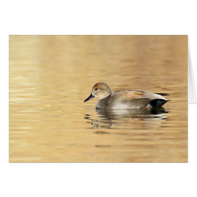 Male Gadwall Hälsningskort (Framsidan Horizontal)