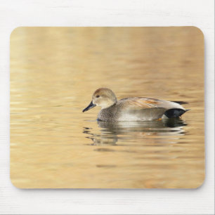 Male Gadwall Musmatta