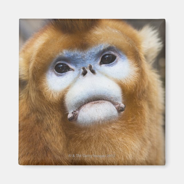 Male Golden Monkey Pygathrix roxellana Magnet (Framsidan)