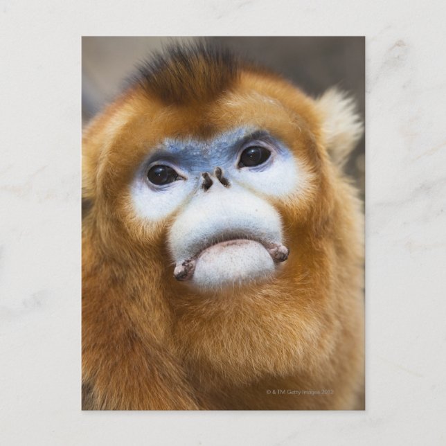 Male Golden Monkey Pygathrix roxellana, porträtt Vykort (Framsida)