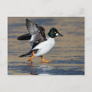 Male Goldeneye anka flappande på is Vykort