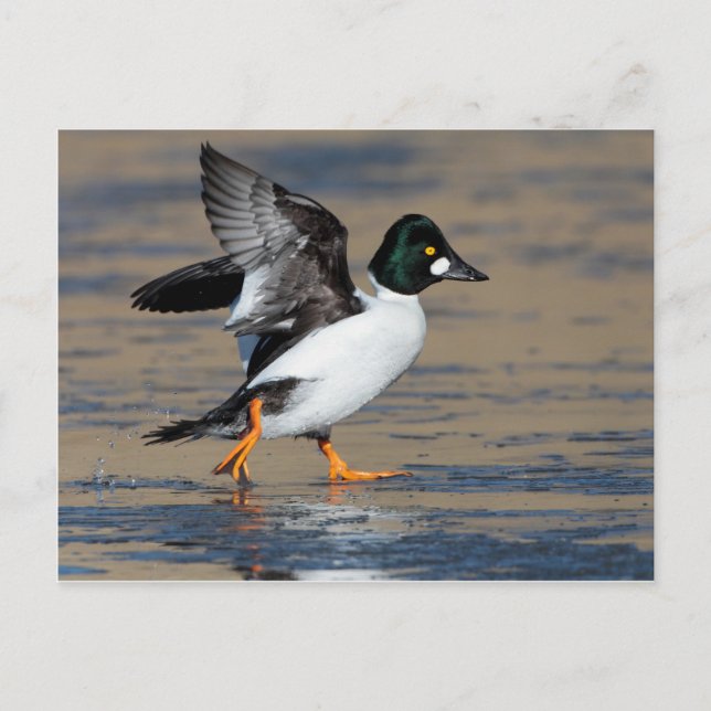 Male Goldeneye anka flappande på is Vykort (Framsida)