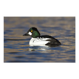 Male Goldeneye anka Fototryck