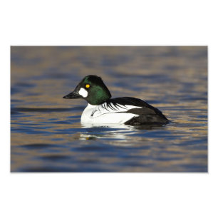 Male Goldeneye anka Fototryck